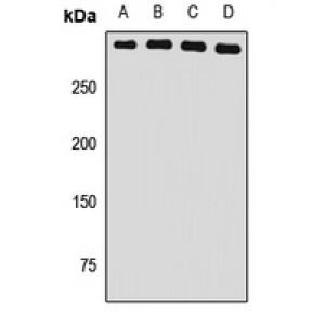LifeSab™ USP24 Rabbit pAb (50 µl)