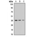 LifeSab™ MAR9 Rabbit pAb (50 µl)