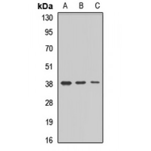 LifeSab™ MAR9 Rabbit pAb (50 µl)