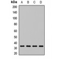 LifeSab™ ARPC2 Rabbit pAb (50 µl)