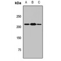 LifeSab™ MYT1 Rabbit pAb (50 µl)