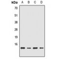 LifeSab™ BDNF Rabbit pAb (50 µl)