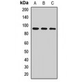 LifeSab™ CD282 Rabbit pAb (50 µl)