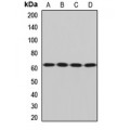 LifeSab™ SQSTM1 Rabbit pAb (50 µl)