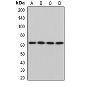 LifeSab™ SQSTM1 Rabbit pAb (50 µl)