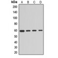 LifeSab™ cGAS Rabbit pAb (50 µl)