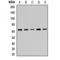 LifeSab™ PINK1 Rabbit pAb (50 µl)