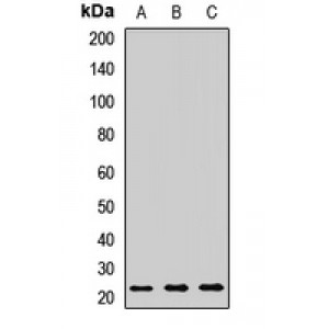 LifeSab™ RAB7A Rabbit pAb (50 µl)