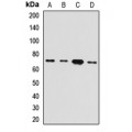 LifeSab™ HEPACAM Rabbit pAb (50 µl)