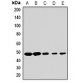 LifeSab™ APOBEC3D Rabbit pAb (50 µl)