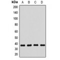 LifeSab™ SEC13 Rabbit pAb (50 µl)