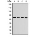 LifeSab™ NUP85 Rabbit pAb (50 µl)