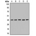 LifeSab™ OCIAD1 Rabbit pAb (50 µl)