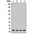 LifeSab™ RAB2A Rabbit pAb (50 µl)