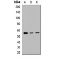 LifeSab™ GABRA3 Rabbit pAb (50 µl)