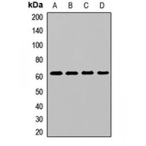 LifeSab™ GlyT2 Rabbit pAb (50 µl)
