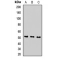 LifeSab™ SEC61A1 Rabbit pAb (50 µl)