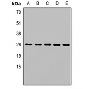 LifeSab™ SPR Rabbit pAb (50 µl)