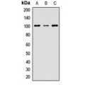 LifeSab™ SOX30 Rabbit pAb (50 µl)