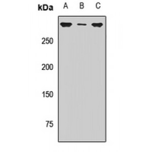 LifeSab™ SETD2 Rabbit pAb (50 µl)