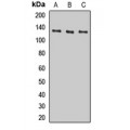 LifeSab™ Hairless Rabbit pAb (50 µl)