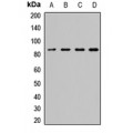 LifeSab™ SEC23A Rabbit pAb (50 µl)