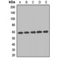 LifeSab™ TCP1 eta Rabbit pAb (50 µl)