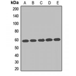 LifeSab™ TCP1 eta Rabbit pAb (50 µl)