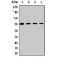 LifeSab™ PRMT7 Rabbit pAb (50 µl)