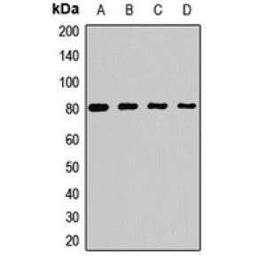LifeSab™ PRMT7 Rabbit pAb (50 µl)