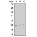 LifeSab™ SNRPA1 Rabbit pAb (50 µl)