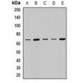 LifeSab™ WDR1 Rabbit pAb (50 µl)