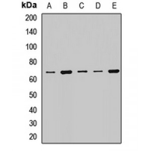 LifeSab™ WDR1 Rabbit pAb (50 µl)