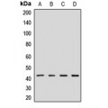 LifeSab™ GPN1 Rabbit pAb (50 µl)