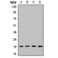 LifeSab™ PPIH Rabbit pAb (50 µl)