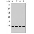 LifeSab™ FAU Rabbit pAb (50 µl)