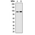 LifeSab™ PDE8A Rabbit pAb (50 µl)