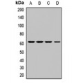 LifeSab™ Atlastin-3 Rabbit pAb (50 µl)