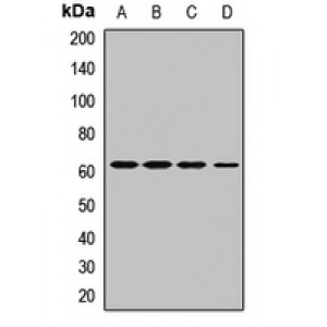 LifeSab™ Atlastin-3 Rabbit pAb (50 µl)