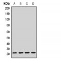 LifeSab™ CNPY2 Rabbit pAb (50 µl)
