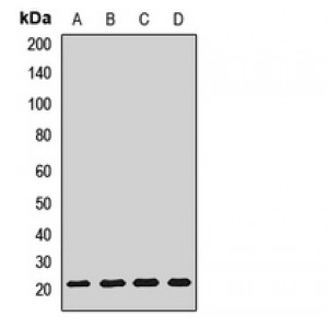 LifeSab™ CNPY2 Rabbit pAb (50 µl)