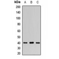 LifeSab™ FUCA2 Rabbit pAb (50 µl)