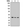 LifeSab™ POFUT2 Rabbit pAb (50 µl)
