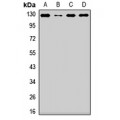 LifeSab™ Nap1 Rabbit pAb (50 µl)