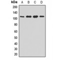 LifeSab™ Importin 9 Rabbit pAb (50 µl)