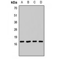 LifeSab™ AP2-sigma Rabbit pAb (50 µl)