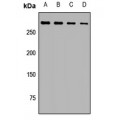 LifeSab™ SPTA1 Rabbit pAb (50 µl)