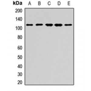 LifeSab™ Sec8 Rabbit pAb (50 µl)