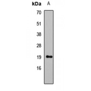 LifeSab™ Leptin Rabbit pAb (50 µl)