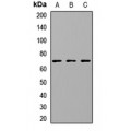 LifeSab™ CETP Rabbit pAb (50 µl)